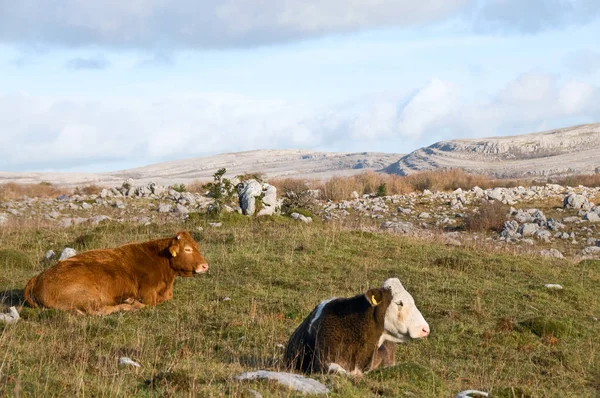 Vacas Las Estribaciones Las Tierras Cultivo —  Fotos de Stock