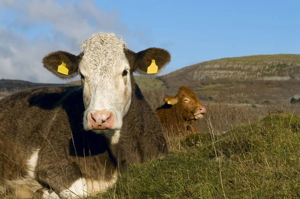 Vacas Las Estribaciones Las Tierras Cultivo — Foto de Stock