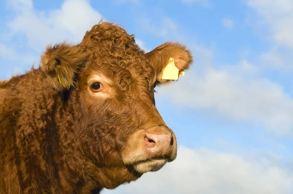 Retrato Uma Vaca Irlandesa — Fotografia de Stock