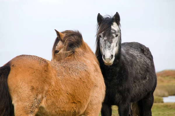 Connemara Poney Race Animale Chevaux — Photo