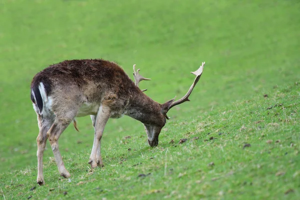 自然界の野生動物鹿の野生動物 — ストック写真