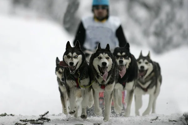 a musher at this year\'s alpine trail sled dog race on the kreuzbergpass in south tyrol. the team consists of purebred siberian huskies.