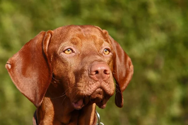 Portrait Cute Dog — Stock Photo, Image