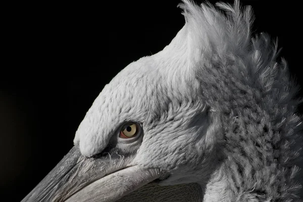 Pelikanvogel Mit Langem Schnabel — Stockfoto