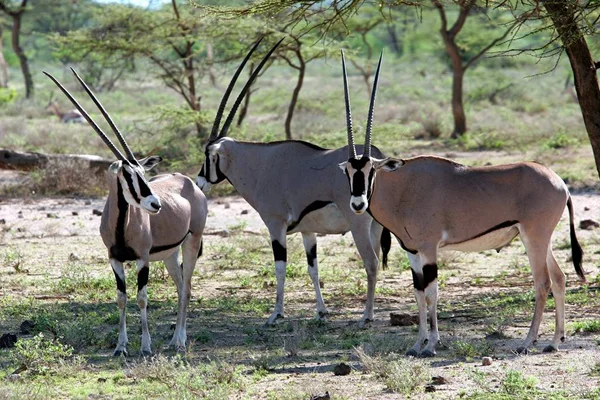 Oryx Antilope Wildtier Naturfauna — Stockfoto