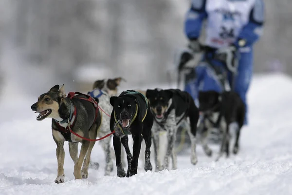 Αλάσκα Husky Έλκηθρο Ομάδα Σκυλιών — Φωτογραφία Αρχείου