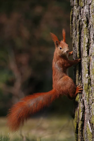 Squirrel — стокове фото