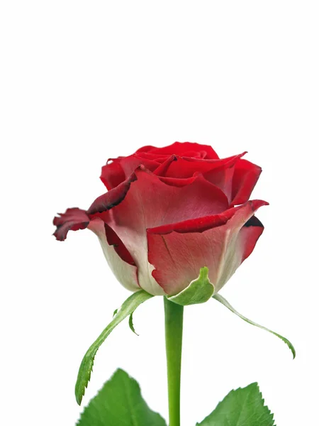 Vermelho Rosa Flor Pétalas Flora — Fotografia de Stock