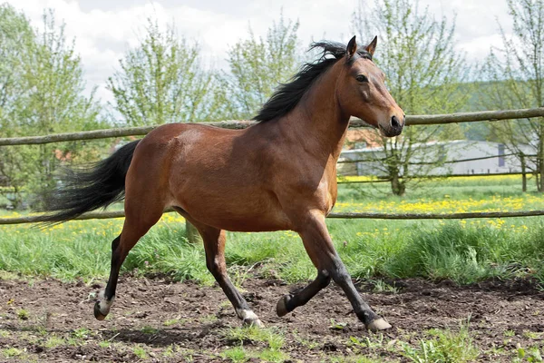 Cavalo Garanhão Animal Selvagem Natureza — Fotografia de Stock