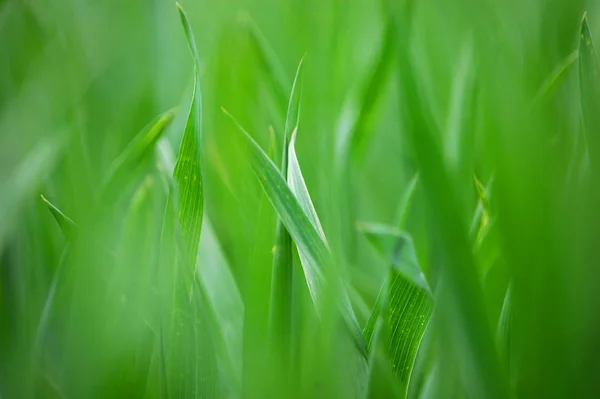 Зеленая Трава Капли Росы — стоковое фото