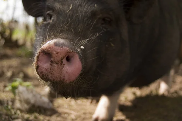 Animaux Domestiques Dans Les Pâturages Agricoles — Photo