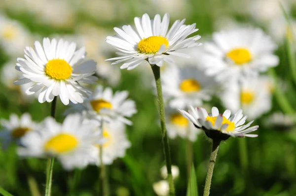 Mooie Bloeiende Bloemen Natuur Achtergrond — Stockfoto