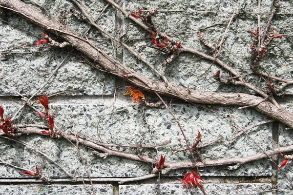 抽象的な壁紙最小限の背景 — ストック写真