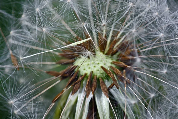 Closeup View Natural Dandelion Fleur — Photo