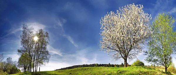 Sommer Wiesenblumen Flora Und Natur — Stockfoto