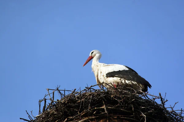 Vista Panorámica Hermoso Pájaro Cigüeña Naturaleza — Foto de Stock