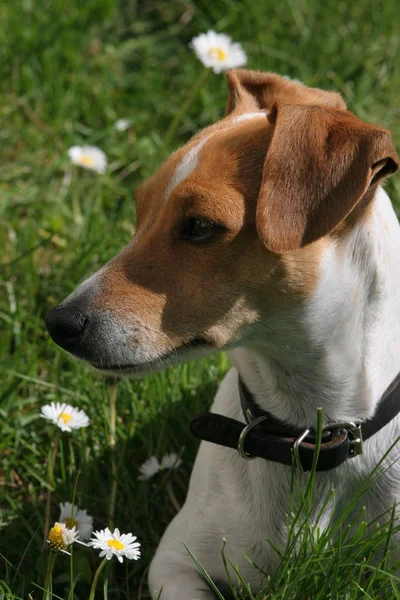 Ritratto Jack Russell — Foto Stock