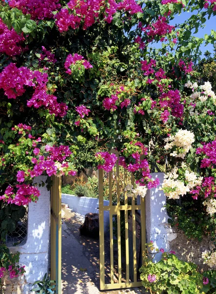 Flores Rosadas Jardín — Foto de Stock