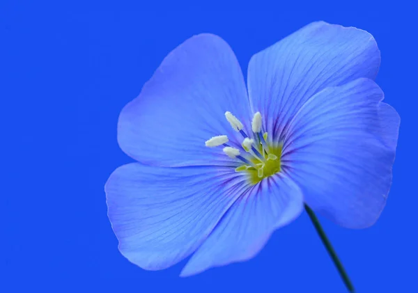 Linum Perenne Mehrjähriger Flachs — Stockfoto