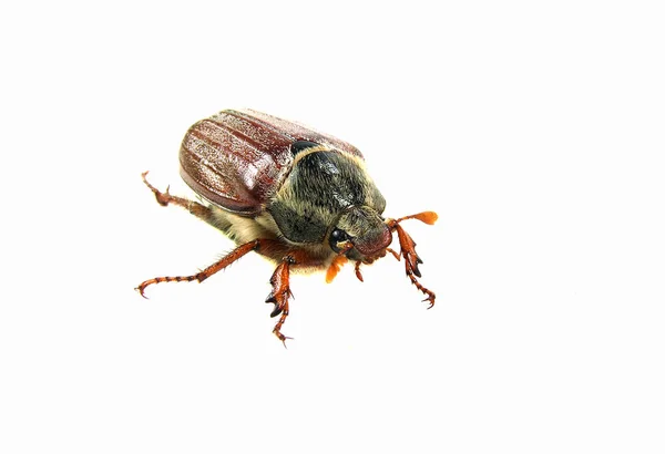 Beetle Fine Have Him Immediately — Fotografia de Stock