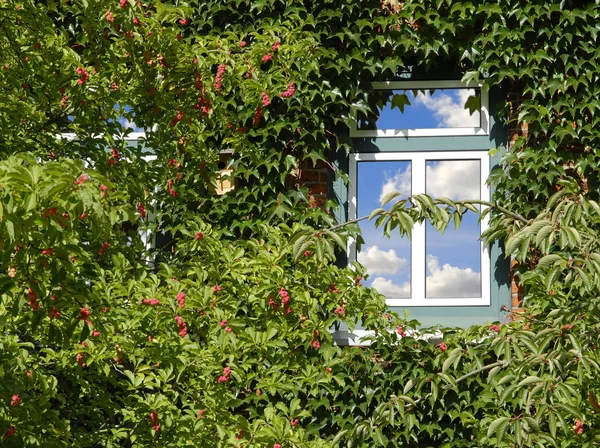 Les Yeux Dans Ciel — Photo