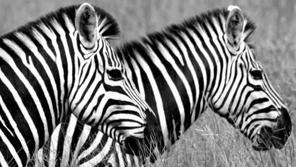 Белые Черные Зебры — стоковое фото