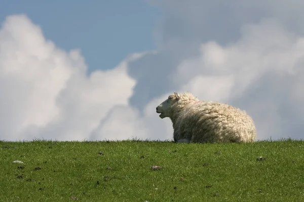 Als Landbouwhuisdier Gehouden Schapen Grasland — Stockfoto