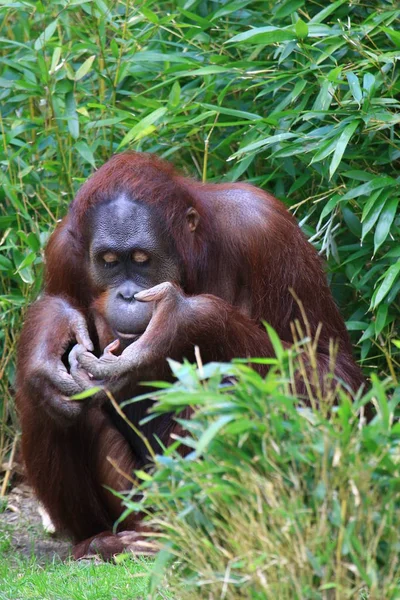 Orang Utan Affe Affentier — Stockfoto