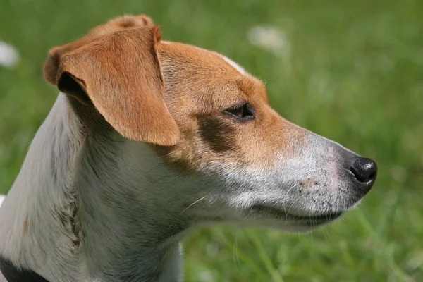 Portret Van Een Jack Russell — Stockfoto