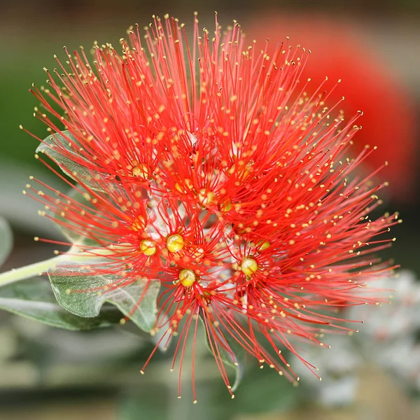 Fechar Uma Flor Uma Dália Vermelha — Fotografia de Stock