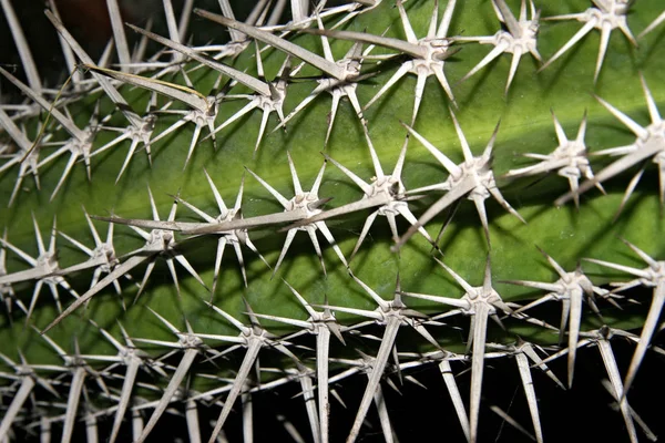 Planta Tropical Cacto Flora Botânica — Fotografia de Stock