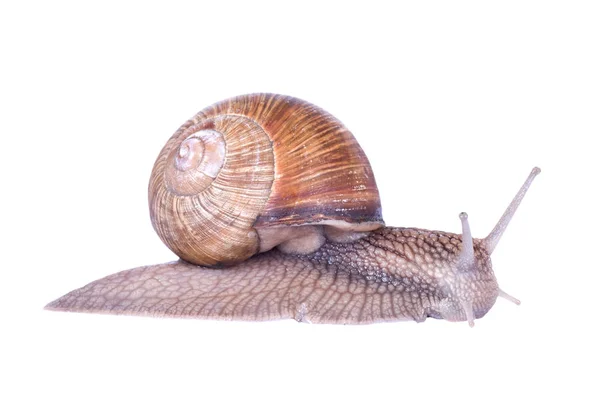 Escargot Isolé Sur Blanc — Photo