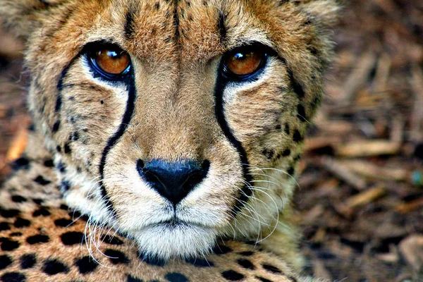 Macska Ragadozó Vad Gepárd Emlős Állat — Stock Fotó