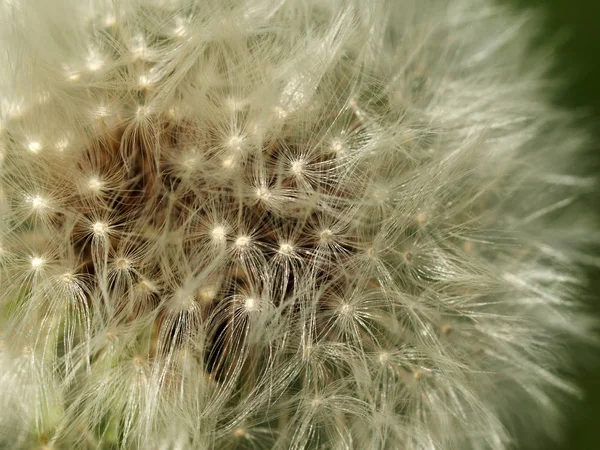 Taraxacum Ruderalia Flor Dente Leão — Fotografia de Stock