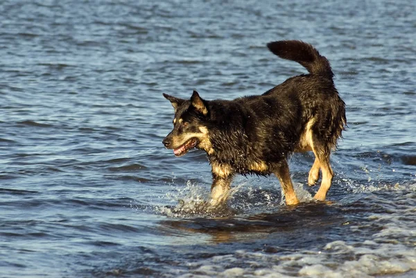 Portait Söta Hund Husdjur — Stockfoto