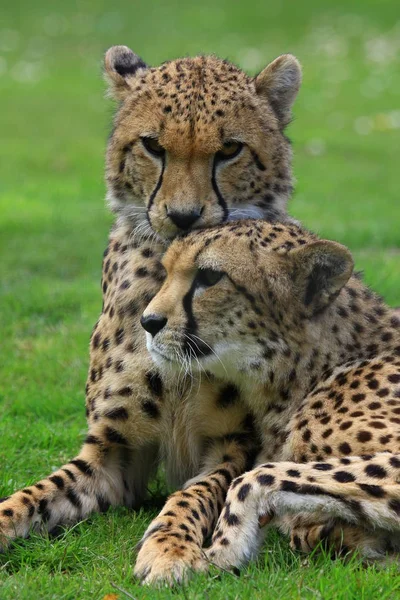 Cheetah Cat Leopardo Animal Wildcat — Foto de Stock