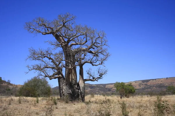 Árbol Baobab Flora Tropical Naturaleza —  Fotos de Stock