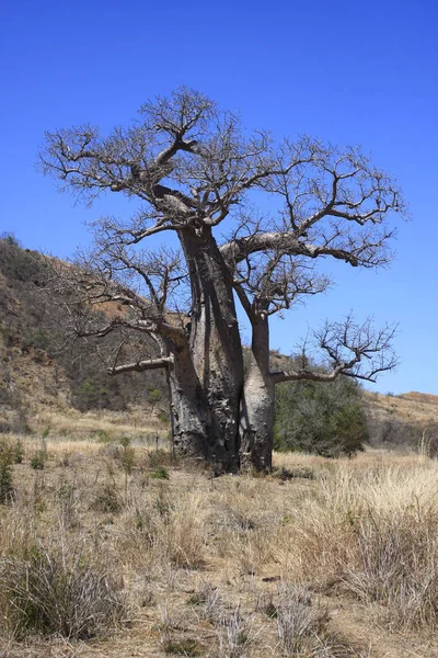 Baobabbaum Tropische Flora Und Natur — Stockfoto