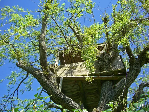 Παλιό Ξύλινο Φράχτη Ένα Δέντρο — Φωτογραφία Αρχείου