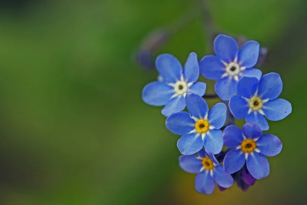 Natursköna Vackra Färgglada Glömma Mig Inte Blomma — Stockfoto
