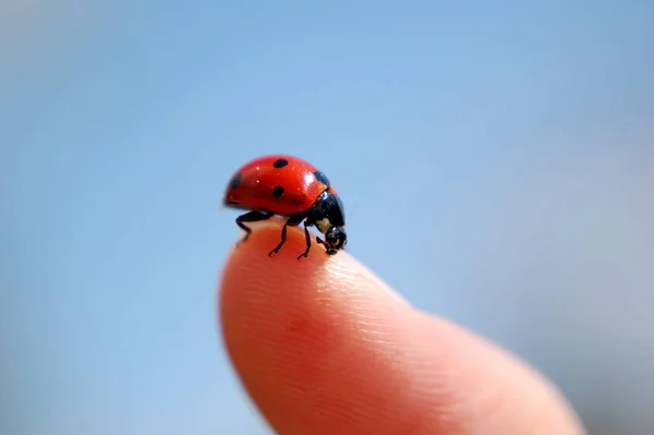 Visão Close Pequeno Inseto Ladybird — Fotografia de Stock