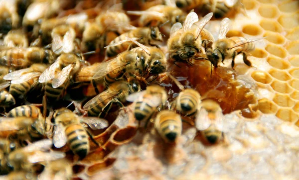 Bienen Auf Bienenwaben Bienenhaus — Stockfoto