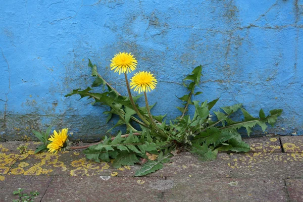Жовті Кульбаби Пелюстки Квітів Весняна Флора — стокове фото