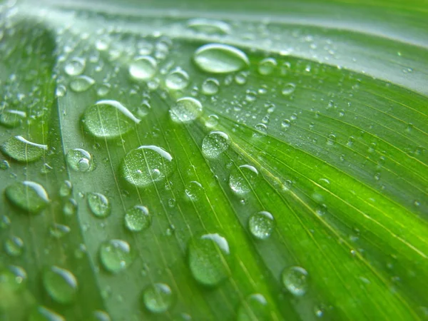 Green Leaf Water Drops — Stock Photo, Image