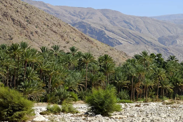Zielona Oaza Górach Omanu — Zdjęcie stockowe