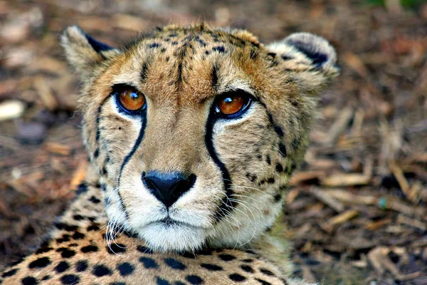 Depredador Felino Guepardo Salvaje Animal Mamífero — Foto de Stock