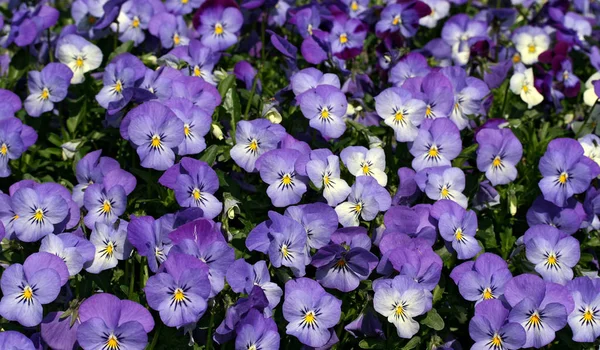 Lila Blommor Fältet — Stockfoto