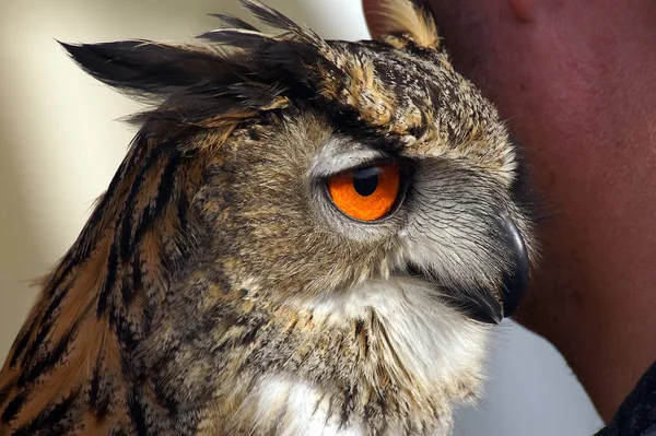 closeup view of eagle owl at wild nature