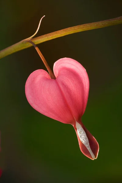 Rosa Gråt Hjärta Blomma — Stockfoto