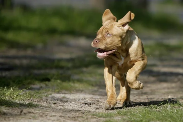 Cãozinho Dogue Bordeaux — Fotografia de Stock